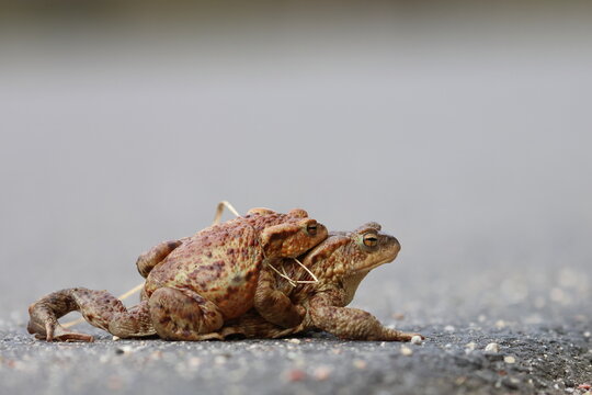 common toad