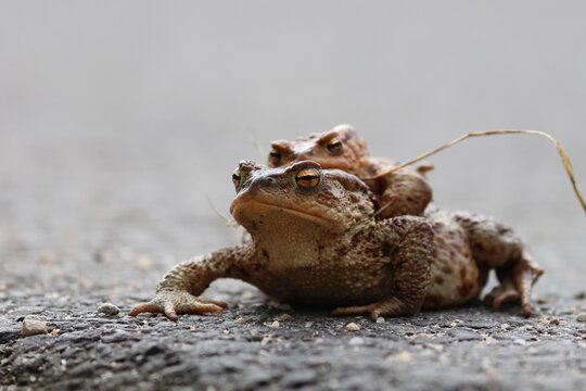 common toad