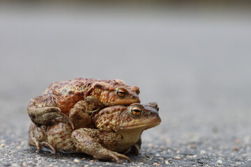Obraz premium common toad