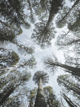 Hyper-realistic photography, extreme low angle shot, worm's-eye view looking straight up from the base to the diverse canopy of majestic ancient native Chilean trees