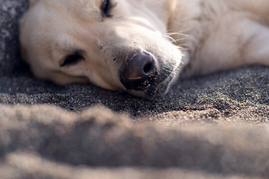 A large white stray dog ​​sleeping on a pebble beach by the sea on a sunny day, close-up, soft selective focus. Stray animals.