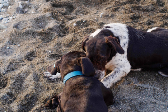 Stray dogs frolic on a pebble beach by the sea at sunset, close-up, soft selective focus. Stray animals.