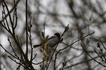 marsh tit © Thomas