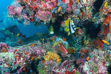 coral reef with fish © Evgenios