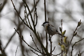 marsh tit © Thomas