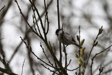 marsh tit © Thomas