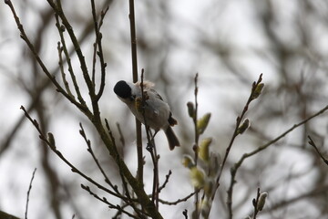marsh tit © Thomas