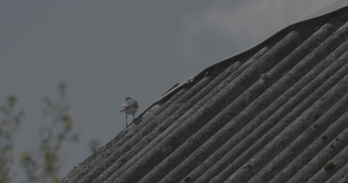White Wagtail Motacilla alba standing on old grey corrugated roof