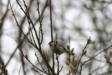 marsh tit © Thomas