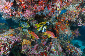 tropical coral reef © Evgenios