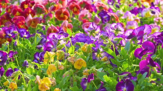 春の風に優しく揺れる色鮮やかなパンジーとビオラ。1080pフルHD動画素材