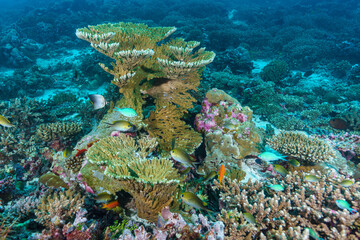 Fototapeta premium coral reef in the sea