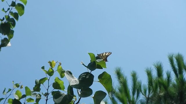 Butterfly Sail swallowtail, Scarce swallowtail, Iphiclides podalirius on green leaf of Mediterranean tree moved by wind and blue sky on sunny summer weather - close-up, slow motion.