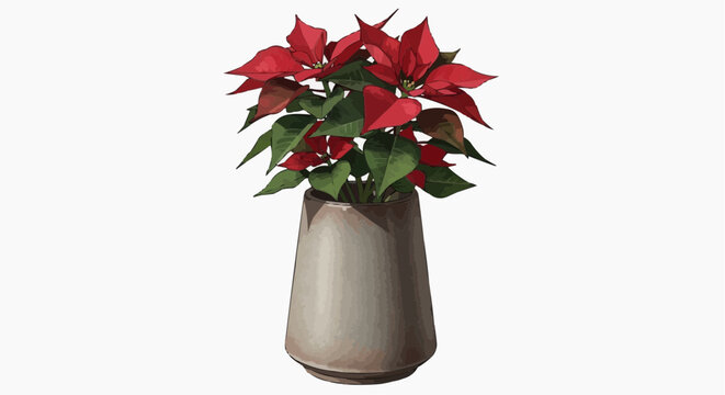A vibrant poinsettia in a decorative pot, showcasing its festive red bracts and lush green leaves. The pot is designed in a contemporary style. in white background.