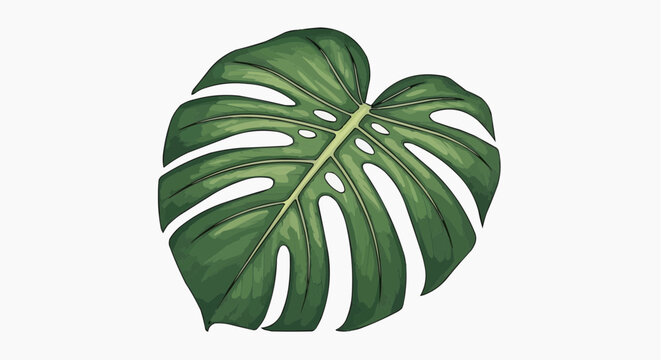 A single Monstera leaf against a plain backdrop. The leaf is a vibrant green and has a unique shape with fenestrations in white background.