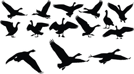 Goose silhouettes, flying geese, walking birds, standing waterfowl, wildlife vector, nature illustration, animal shapes, bird artwork, migration design, farm animals, outdoor scene © ABU