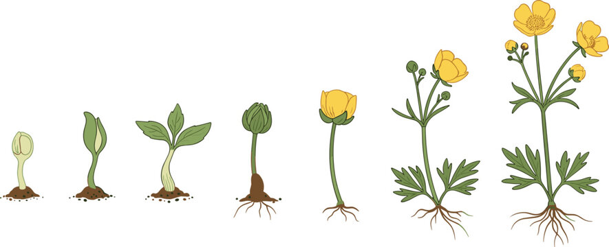 Buttercup Plant Growth Cycle Stages From Seed Sprout To Full Yellow Bloom Botanical Illustration