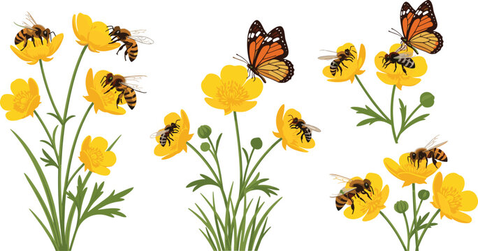 Yellow Buttercup Wildflowers With Honeybees And Monarch Butterfly In Natural Garden Scene