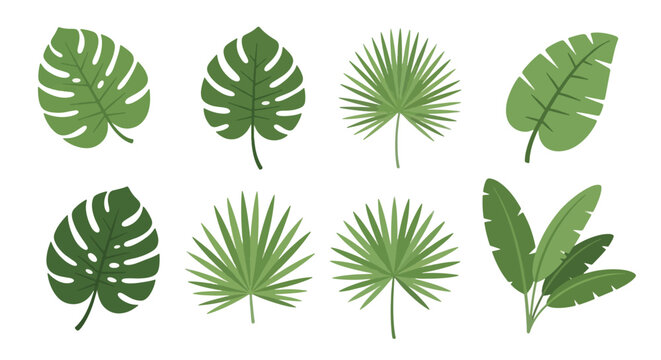Tropical Leaf Collection Monstera Palm Banana Leaf Vector Set.