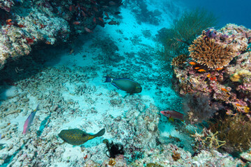 coral reef with fish © Evgenios