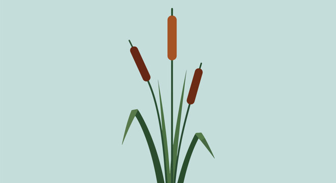 Cattails Plant Vector Art Reed Grass Marsh Plant Summer Flora.