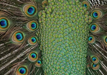 Obraz premium Peacock feathers display a vibrant pattern of iridescent green and blue eyespots.
