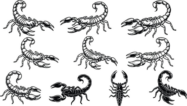 Scorpion silhouette vector illustration set featuring detailed pincers, curved tails, and bold animal artwork designs