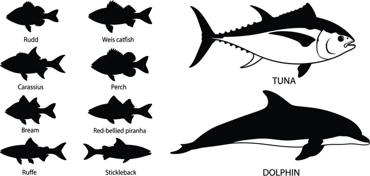 Set of fish silhouettes including tuna, dolphin, piranha, catfish, perch, rudd, bream, and stickleback icons isolated on white background for fishing and marine design vector,