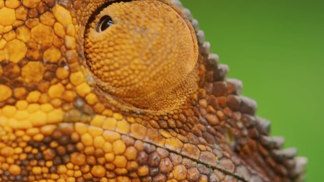Extreme close up of Body pattern of a Panther Chameleon (Furcifer pardalis) in Madagascar island