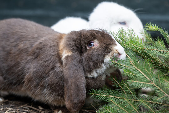 Kaninchen - Deutsche Widder