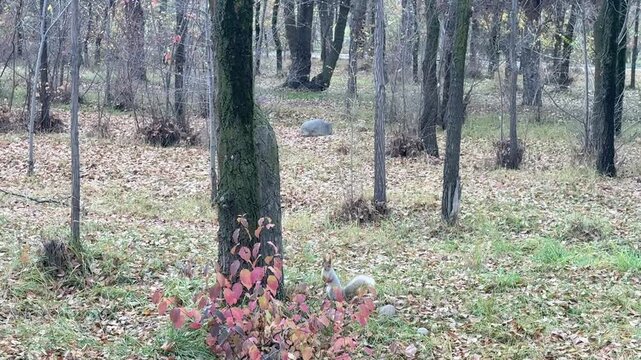 Gray squirrel walking on autumn leaves in forest park outdoors, wildlife animal in natural environment