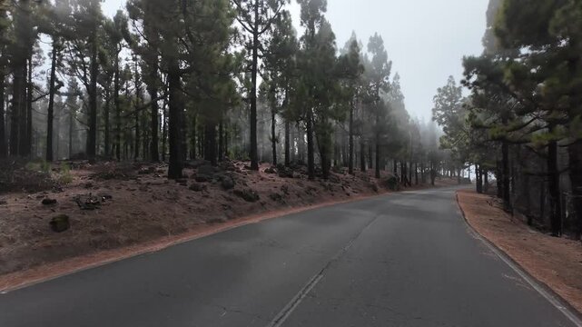 Driving pov through foggy pine forest road
