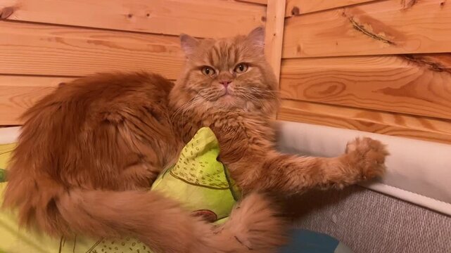 Cat resting on a pillow and looking around in a cozy room at home in the evening