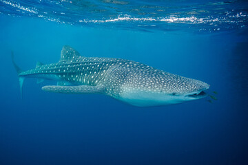 Naklejka premium whaleshark