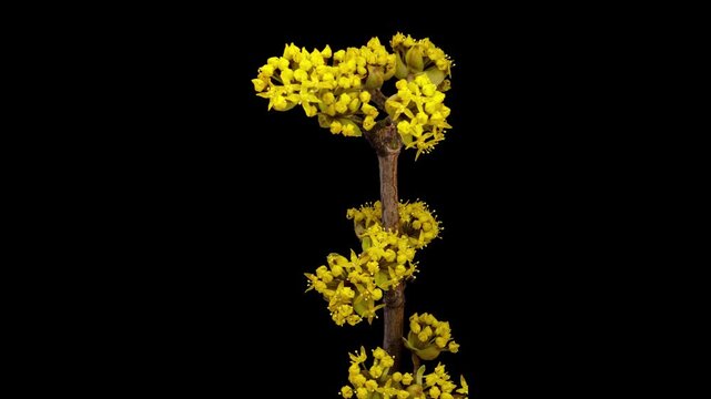 Time Lapse of flowering Dogwood on black background. Spring timelapse of columbine flowers