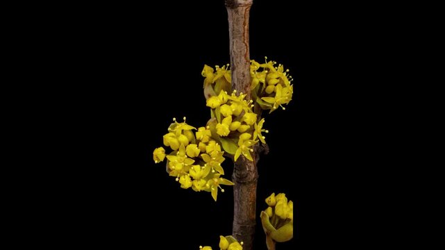 Time Lapse of flowering Dogwood on black background. Spring timelapse of columbine flowers