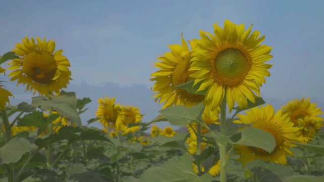 Golden sunflower blooms under a blue sky, tall green stem and leaves lit by sunlight, with smaller flowers blurred in the field below, creating a bright summer nature scene.