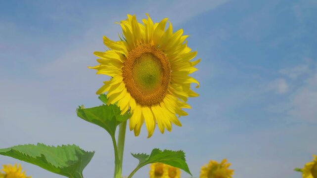 Golden sunflower blooms under a blue sky, tall green stem and leaves lit by sunlight, with smaller flowers blurred in the field below, creating a bright summer nature scene.