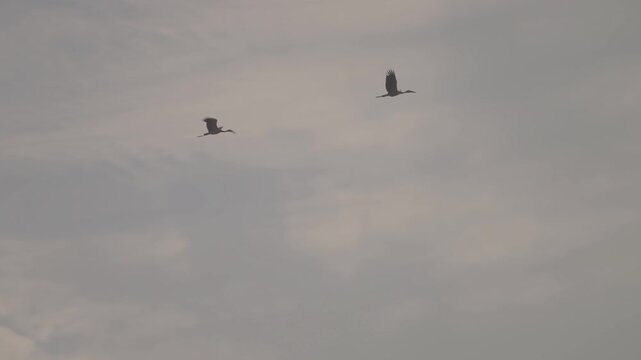 birds glide through a cloudy gray sky, wings spread in midflight with distant silhouettes creating a calm atmospheric wildlife scene high above the horizon.