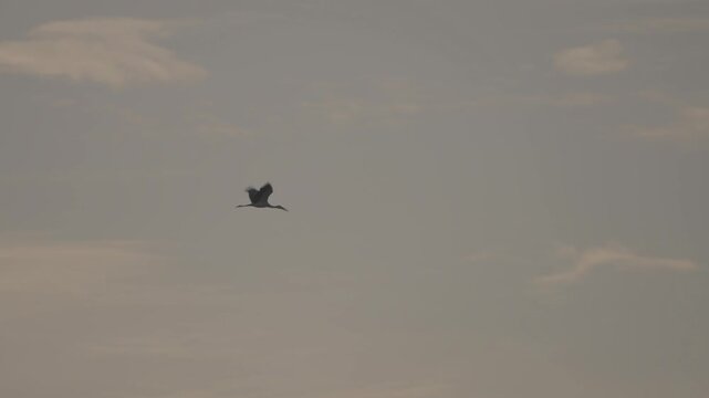 birds glide through a cloudy gray sky, wings spread in midflight with distant silhouettes creating a calm atmospheric wildlife scene high above the horizon.
