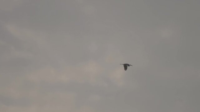 birds glide through a cloudy gray sky, wings spread in midflight with distant silhouettes creating a calm atmospheric wildlife scene high above the horizon.