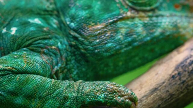 Macroscopic view of Paws of a Parson's Chameleon (Calumma parsonii) in Madagascar Tropical rainforest.