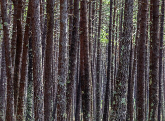 Obraz premium Dense maritime pine woodland (Pinus pinaster) at Vagueira, Vagos, Aveiro district, Portugal