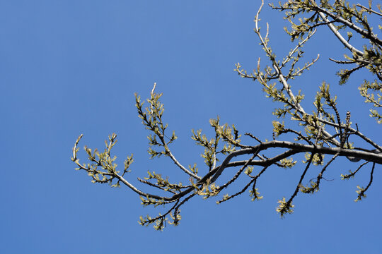 Common ash branches with flowers - Latin name - Fraxinus excelsior