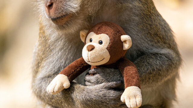 A large, furry macaque monkey carefully cradles a small, adorable brown plush toy monkey with a friendly smiling face, illustrating a unique and charming bond.