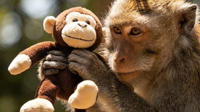 A curious macaque monkey gazes intently while holding a soft plush toy monkey with gentle hands during a quiet moment of calm reflection