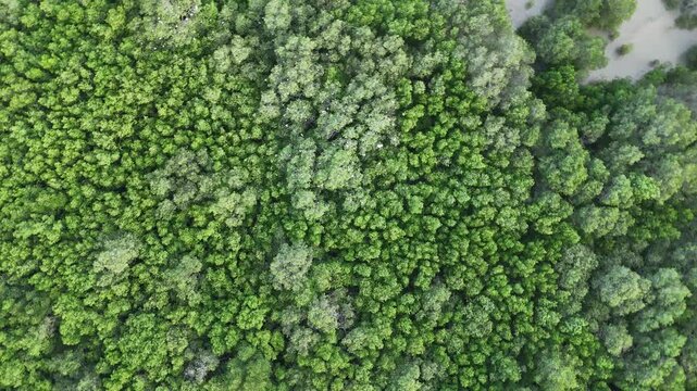Top Down Aerial View of Lush Green Mangrove Forest at Pamekasan, Indonesia