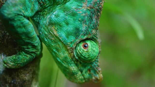 Full body portrait of a Parson's Chameleon (Calumma parsonii) in Madagascar island.