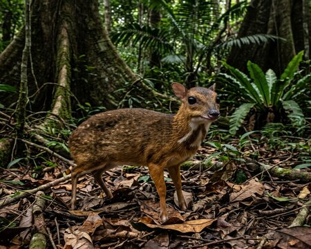 Detailed illustrations of the mouse deer (napu) in its tropical rainforest habitat. Each illustration features a small, alert mouse deer with expressive large black eyes, soft reddish-brown fur with s