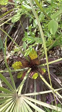 Flowering Mediterranean Dwarf Palm Chamaerops Humilis in the Wild
